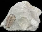 Nice, Prone Flexicalymene Trilobite - Ohio #57515-1